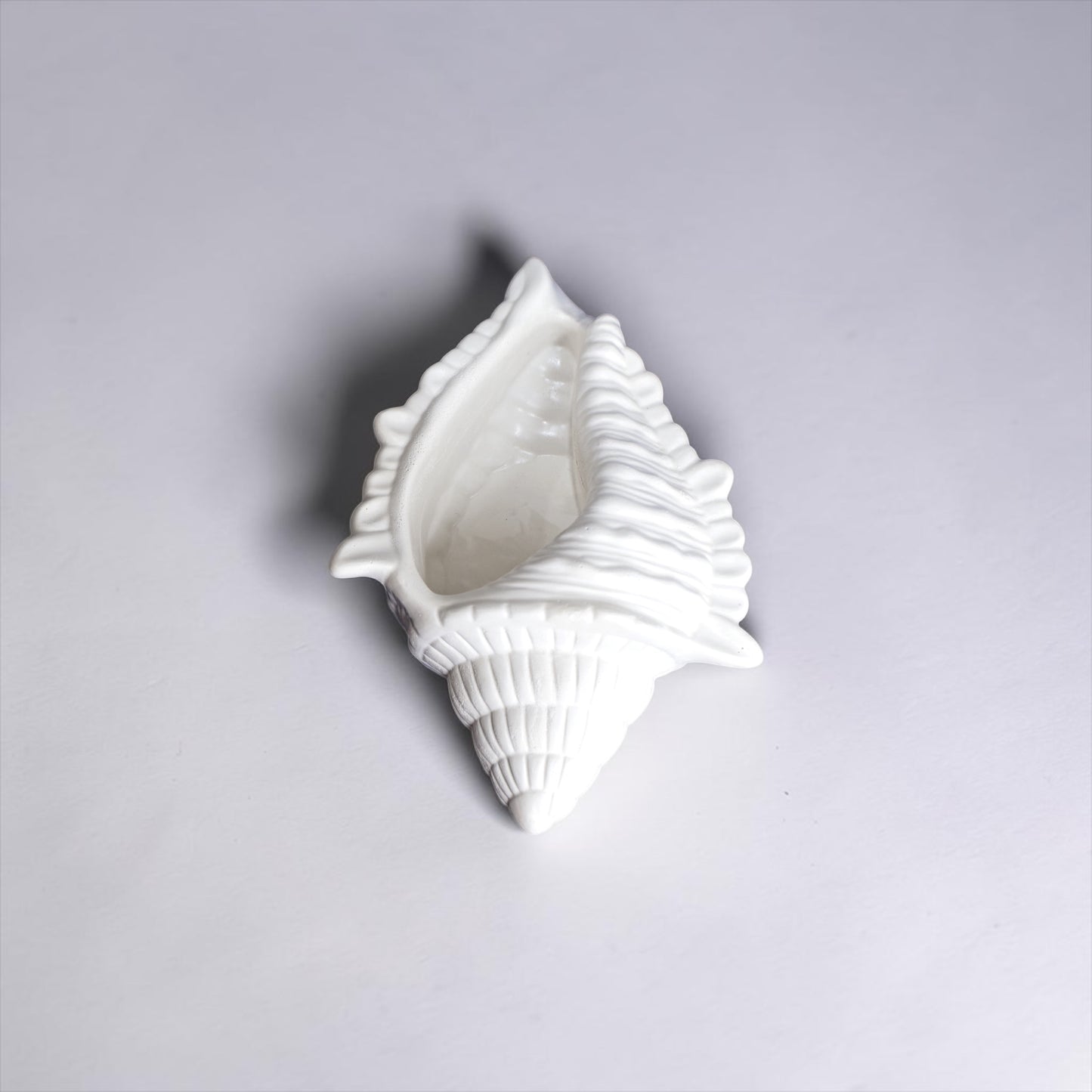 Conch shell 4