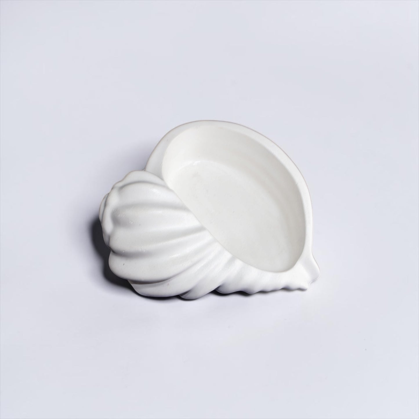 Conch shell 3